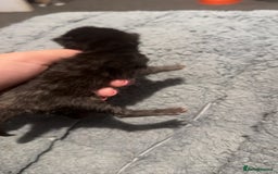 Maine Coon cats for sale: 5 Maine coon x Ragdoll kittens.  - Image 6