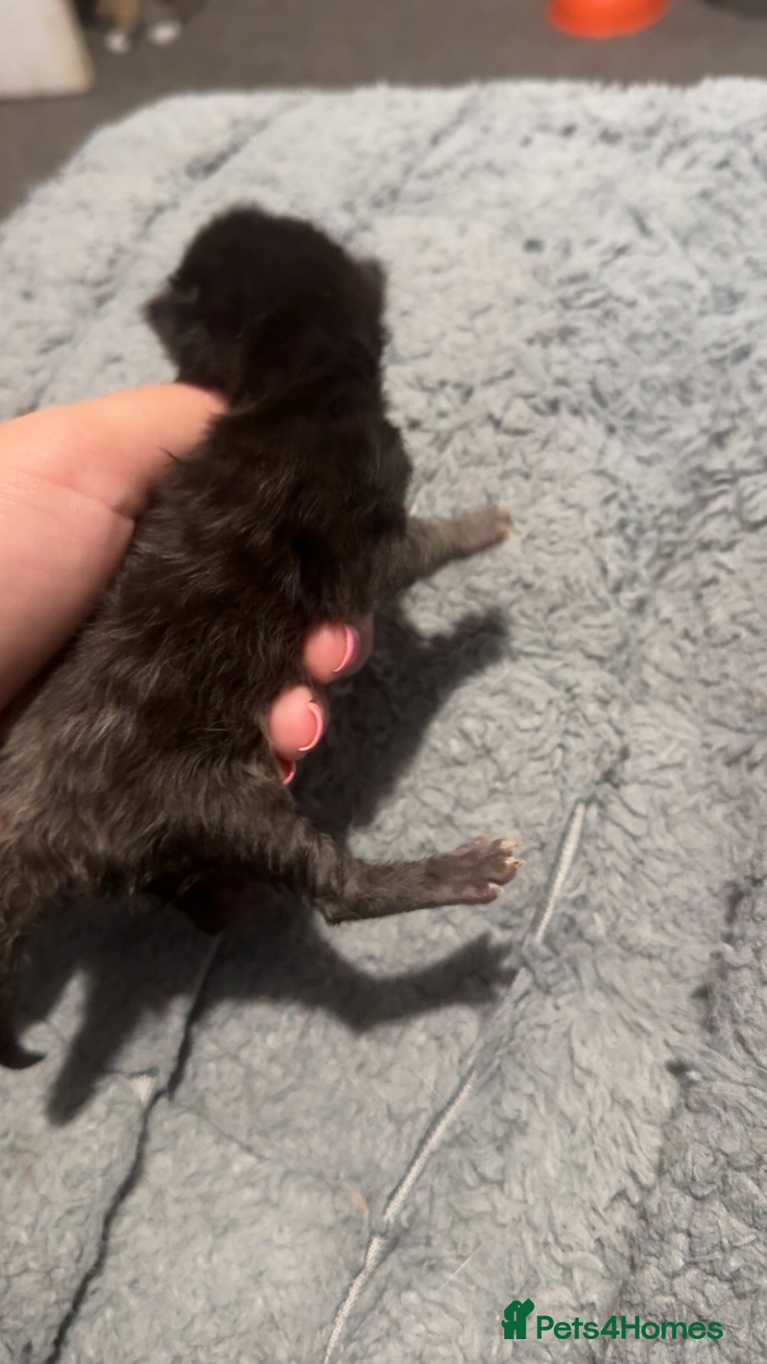 Maine Coon cats for sale: 5 Maine coon x Ragdoll kittens.  - Image 6