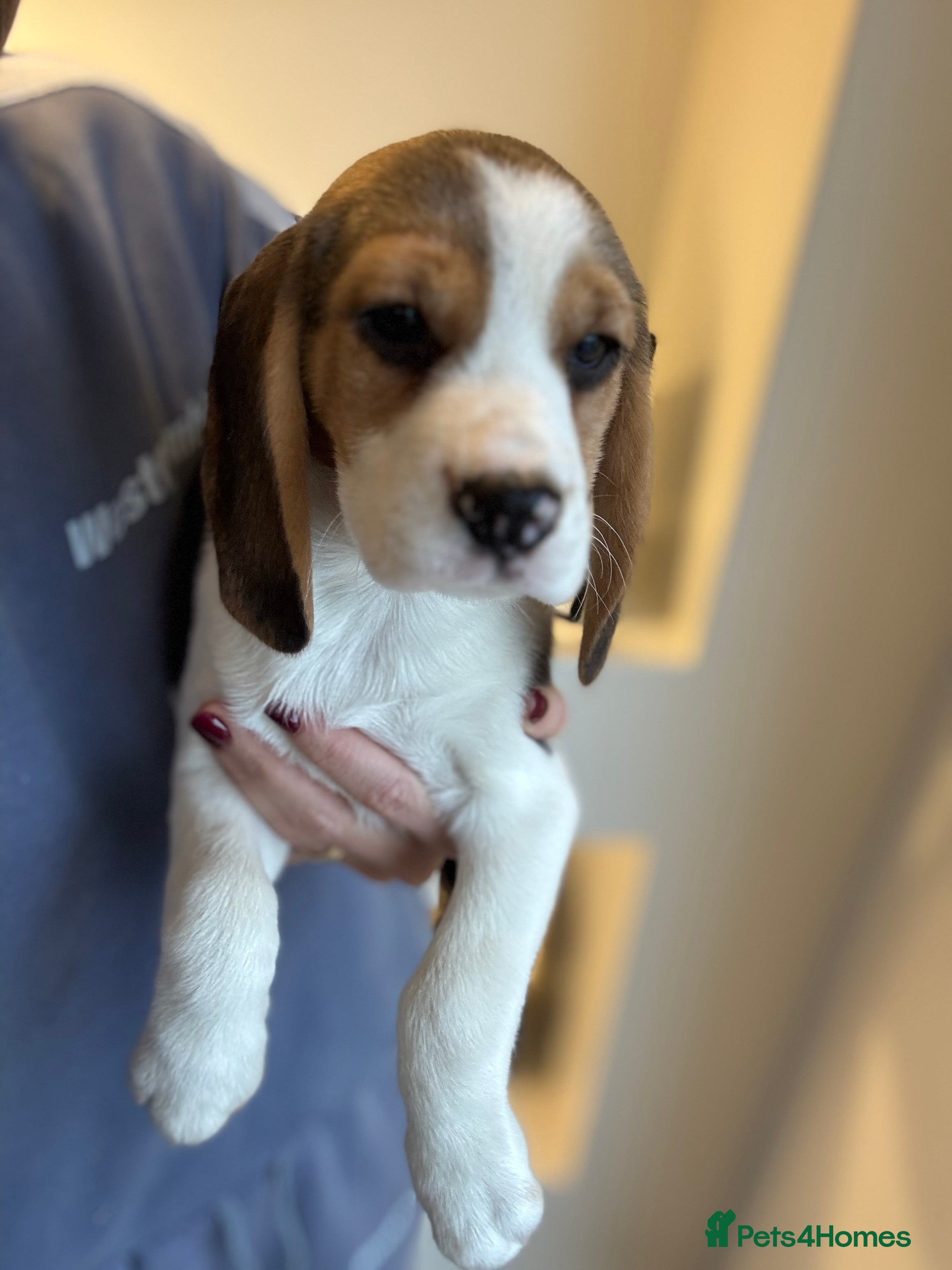 Beagle dogs KC REGISTERED SHOW TYPE BEAGLE PUPPIES  - Advert 8