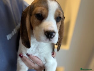 Beagle dogs KC REGISTERED SHOW TYPE BEAGLE PUPPIES - Advert 7