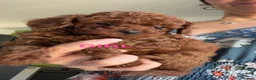 Toy Poodle dogs for sale: Last Girl and Boy Asian/toy poodle DNA tested - Advert 2