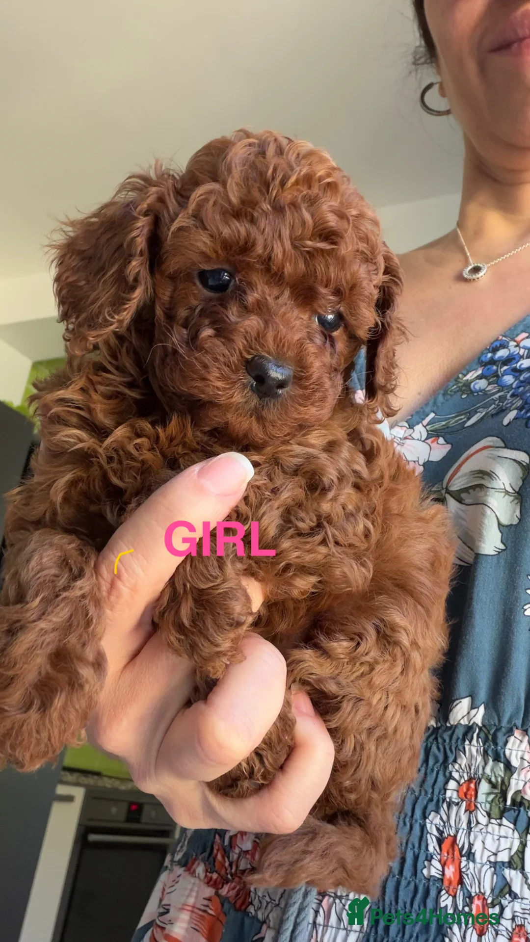 Toy Poodle dogs for sale: Last Girl and Boy Asian/toy poodle DNA tested - Advert 2