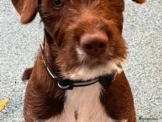 Patterdale Terrier dogs Teddy needs a loving home - Advert 1