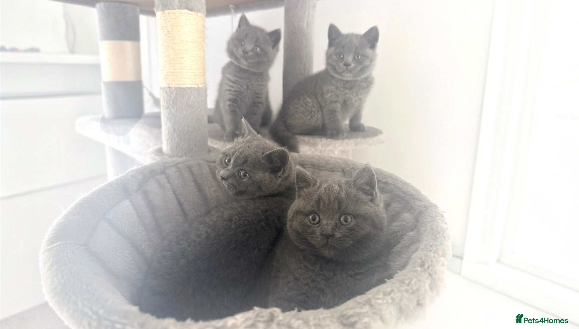 British Shorthair cats Pedigree GCCF Registered Chunky British Shorthair  - Advert 1