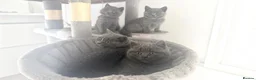 British Shorthair cats for sale: Beautiful 😍 GCCF British shorthair kittens - Advert 8