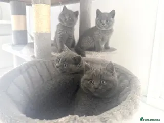 British Shorthair cats Pedigree GCCF Registered Chunky British Shorthair - Advert 1