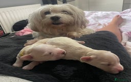 Mixed Breed dogs for sale: Cotton de tulears x spaniel - Image 7
