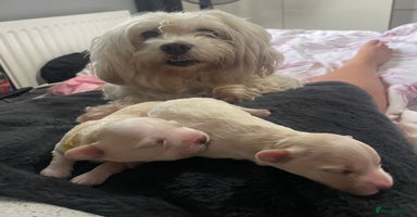 Mixed Breed dogs - Advert 12