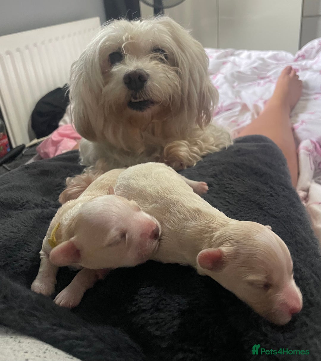 Mixed Breed dogs for sale: Cotton de tulears x spaniel - Image 7