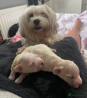 Mixed Breed dogs - Advert 2