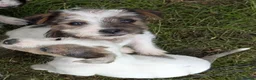 Jack Russell dogs for sale: Jack Russell puppies  in Dundee - Advert 8