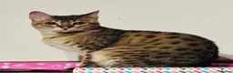Savannah cats for sale: Stunning Savannah Queen–Looking For Forever Home ❤ - Advert 9