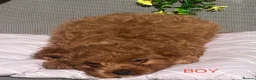 Cavapoo dogs for sale: 3 Beautiful Cavapoo Puppies - Advert 5