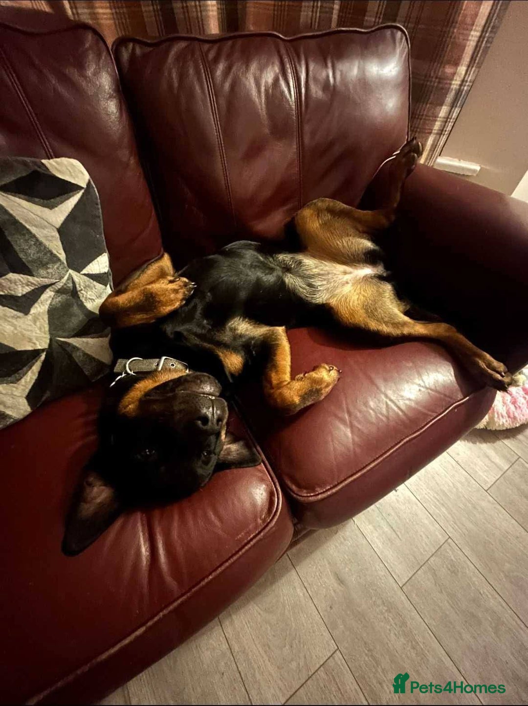 Mixed Breed dogs for adoption: Meet Nova, currently residing in Liverpool  - Advert 11