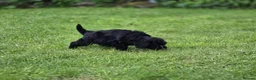 Cockapoo dogs for sale: Cockapoo Pups - Fully Health Tested and vaccinated in Wigton - Advert 18