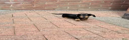 Miniature Dachshund dogs for sale: Long Haired - READY NOW. - Advert 22