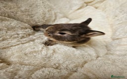 Netherland Dwarf rabbits for sale: Netherland Dwarf bunnies - Image 32