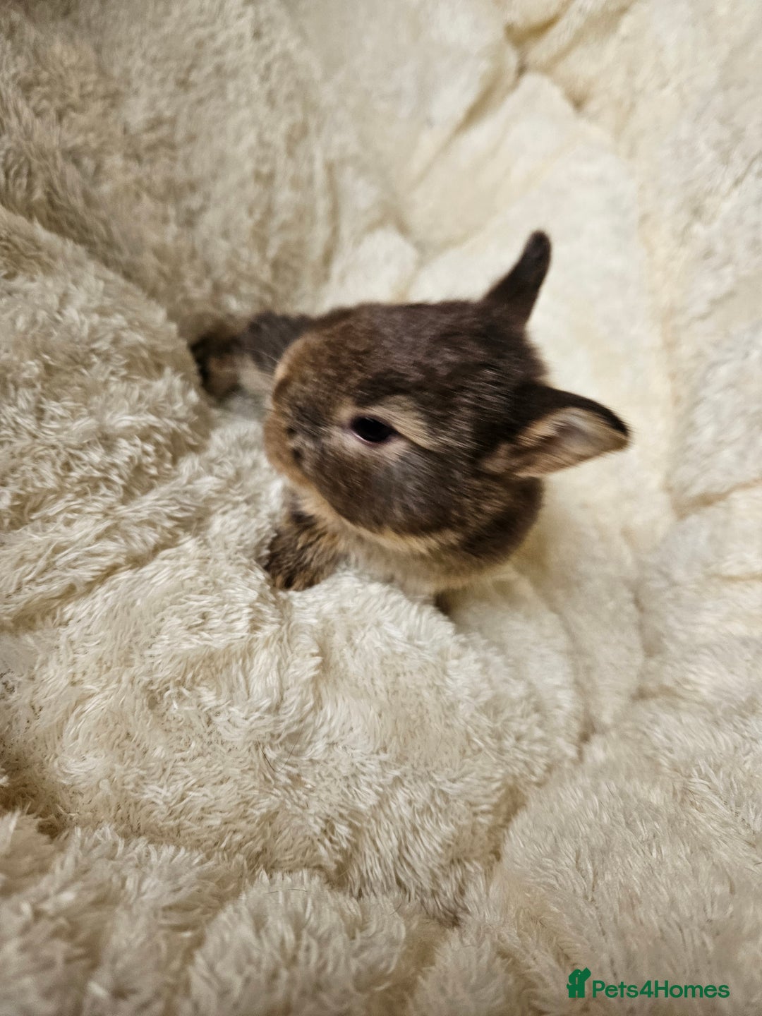 Netherland Dwarf rabbits for sale: Netherland Dwarf bunnies - Image 32