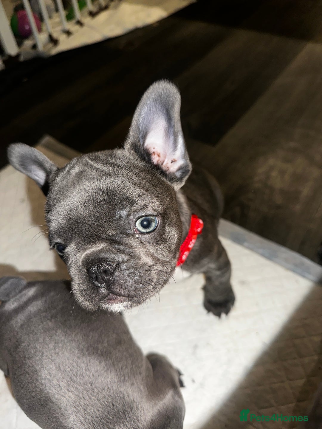French Bulldog dogs for sale: Blue coat French bulldog pup ONE LEFT  - Image 13