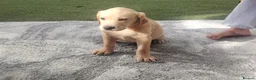 Labrador Retriever dogs for sale: Labrador puppies for sale - Advert 3