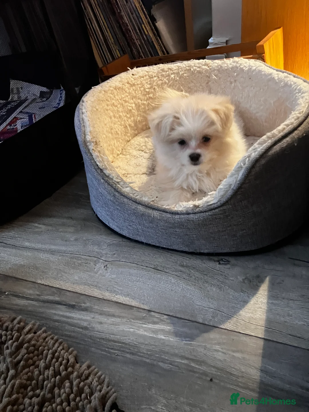 Mixed Breed dogs for sale: Malti-Pom Puppies - £1200 - 3 Left - Advert 30
