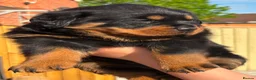 Rottweiler dogs for sale: 3 big chunky Rottweiler pups - Advert 12
