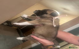 Akita dogs for sale:  Pure Bear-faced American Akita puppies - Image 8