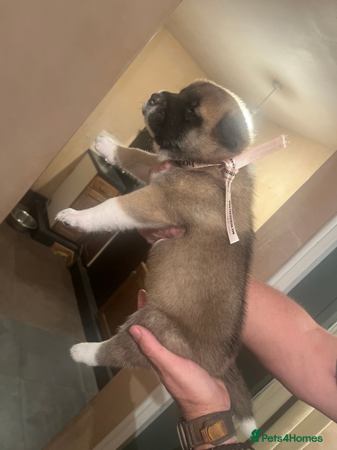Akita dogs for sale:  Pure Bear-faced American Akita puppies - Image 8