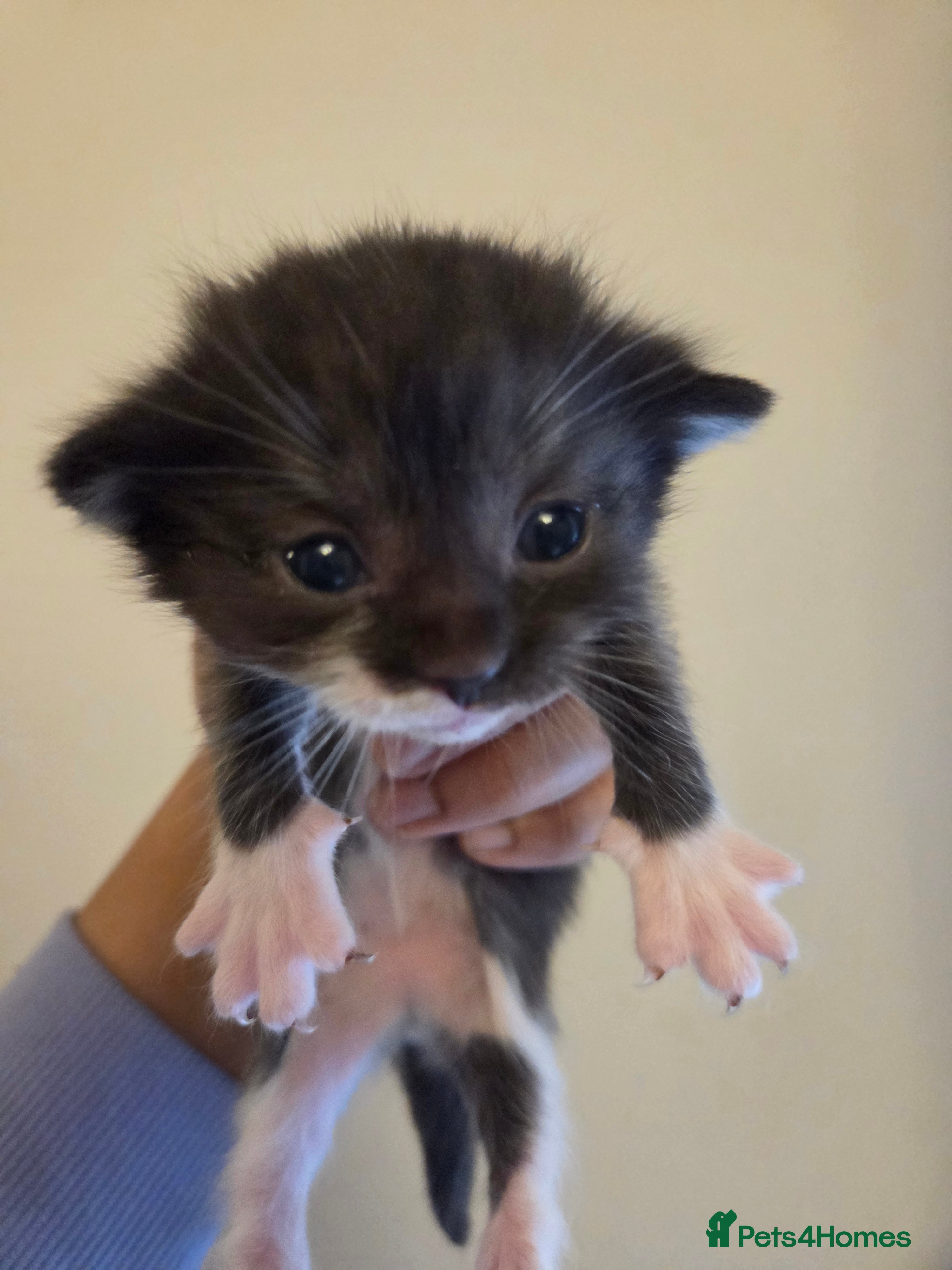 Mixed Breed cats for sale: Ragdoll x Scottish straight kittens ♥️ - Advert 3