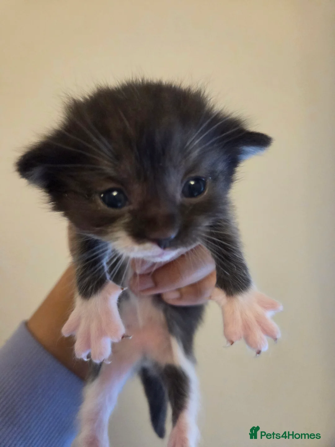 Mixed Breed cats for sale: Ragdoll x Scottish straight kittens ♥️ - Advert 1