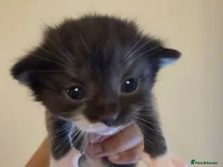 Mixed Breed cats for sale: Ragdoll x Scottish straight kittens ♥️ - Advert 3