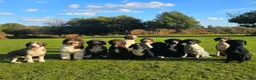 Spanish Water Dog dogs for sale: Lendever Spanish Water Dog Puppies  - Advert 5