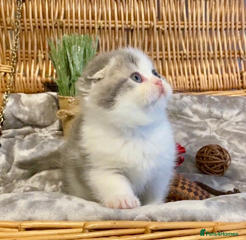 Scottish Fold cats 🧸😻CHAMPION LINE TICA ACTIVE SCOTTISH/BSH😻🧸 - Advert 14