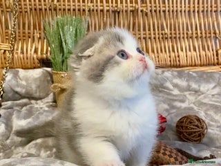 Scottish Fold cats 🧸😻CHAMPION LINE TICA ACTIVE SCOTTISH/BSH😻🧸 - Advert 14