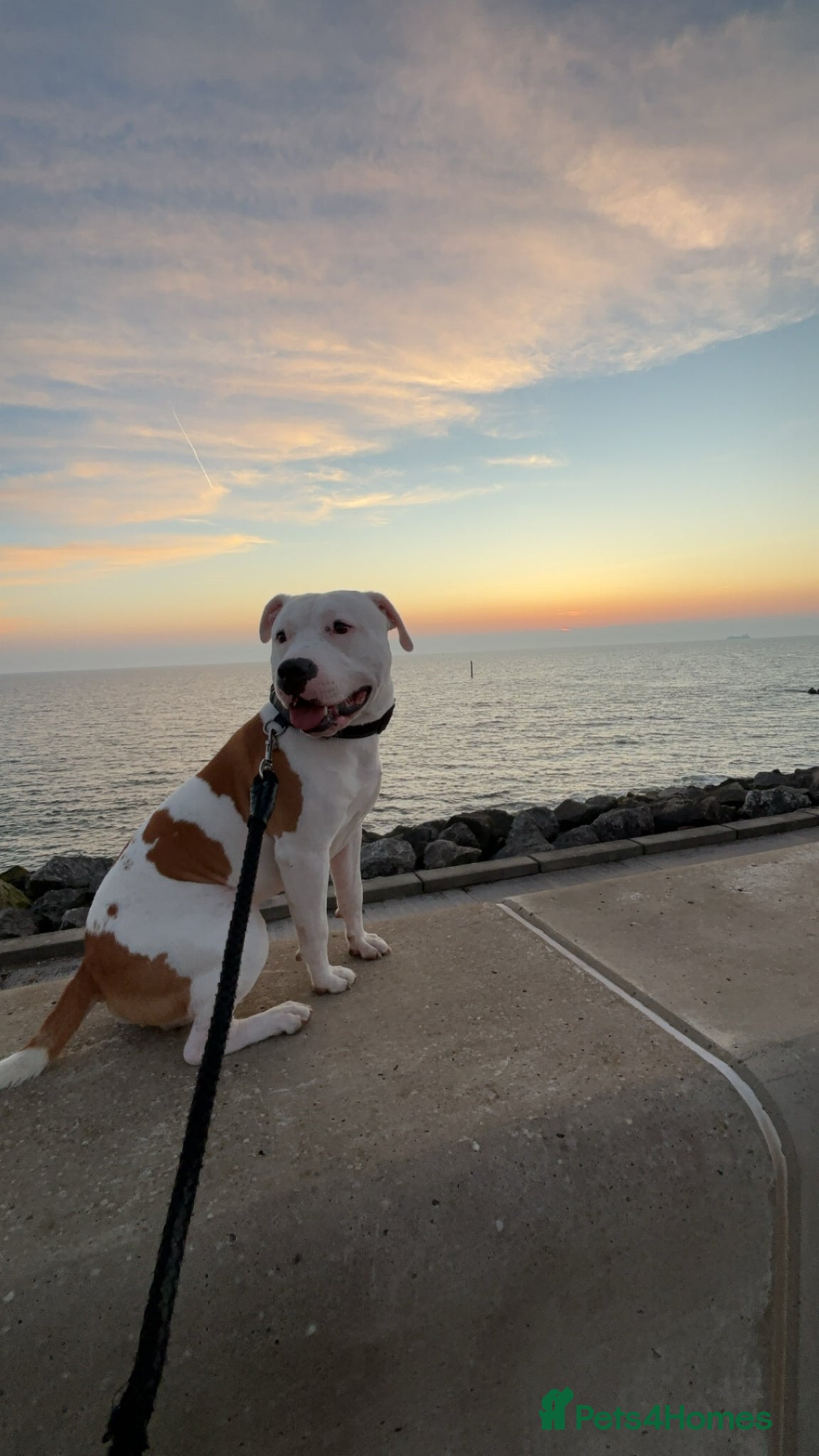 Mixed Breed dogs stud ready beautiful American bulldog cross staff - Advert 1