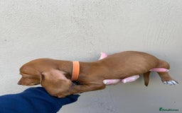 Miniature Dachshund dogs for sale: FOUR MINIATURE DACHSHUNDS PUPPIES FOR SALE - Image 11