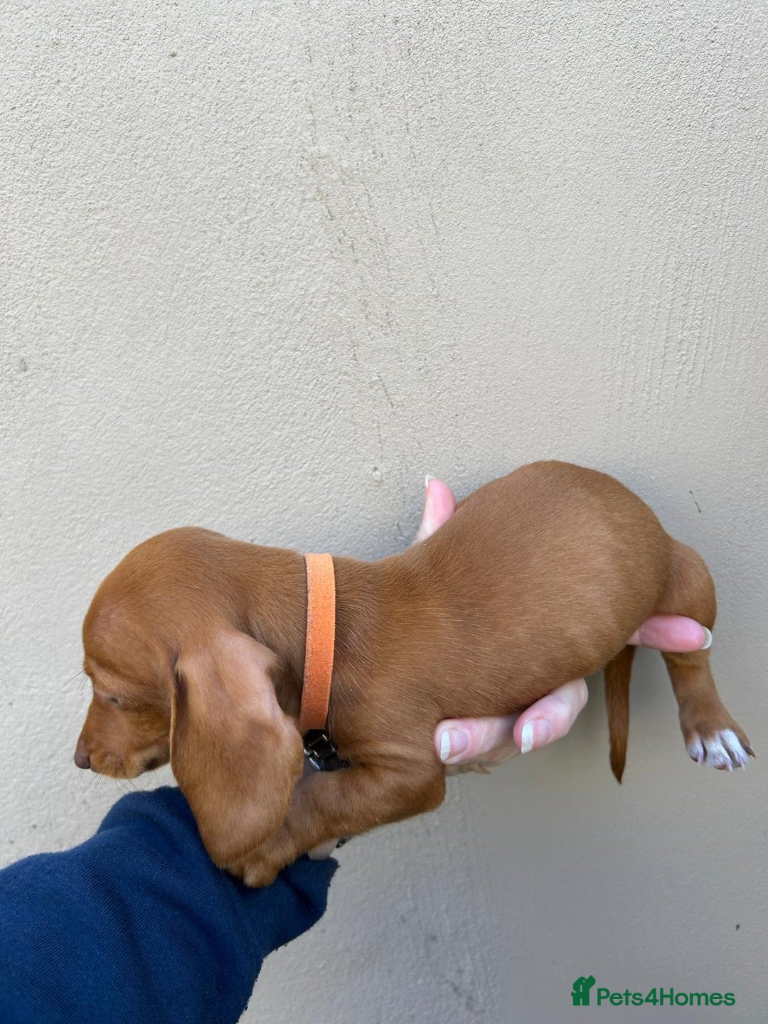 Miniature Dachshund dogs for sale: FOUR MINIATURE DACHSHUNDS PUPPIES FOR SALE - Image 11