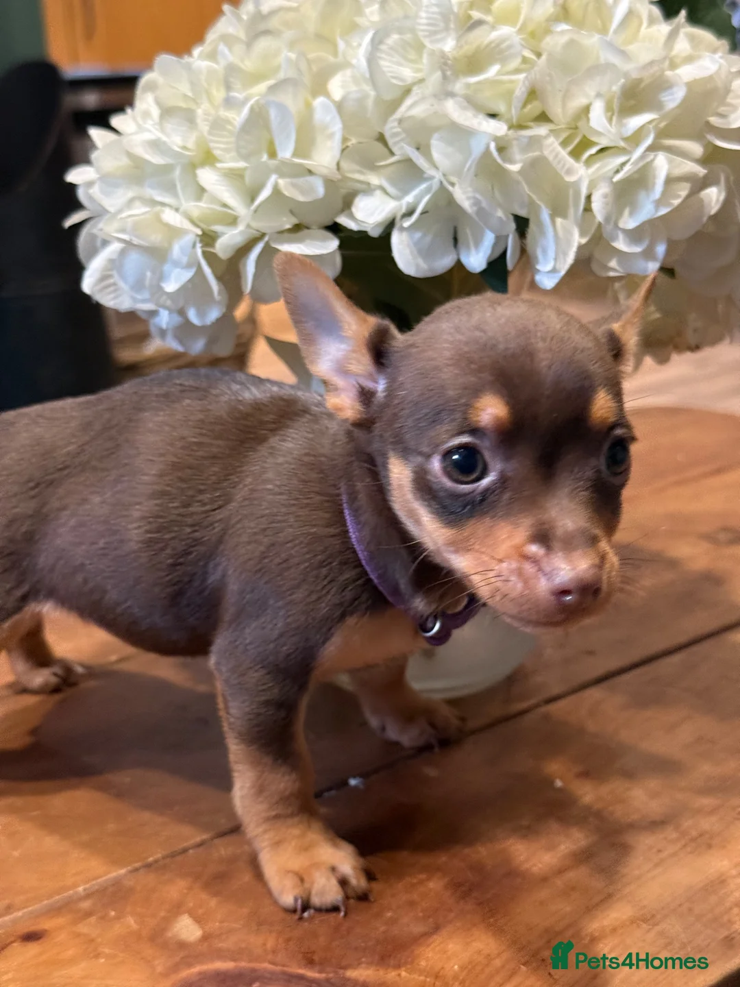 Jack Russell dogs for sale: Jack Russell Puppies 1 Girl available - Ready Now - Advert 2