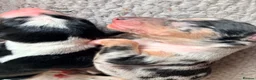 Lurcher dogs for sale: Lurcher puppies  - Advert 4