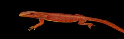 Bearded Dragon reptiles for sale: Orange Beardy & Vivarium 🧡Bearded Dragon/Vivarium - Advert 8