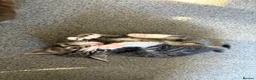 Mixed Breed cats for sale: 3 kittens for sale  - Advert 30