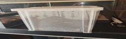 Tarantulas invertebrates for sale: tarantulas, Scorpions, Geckos,bugs and snails. - Advert 21