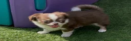 Chihuahua dogs for sale: Beautiful long coat puppies  - Advert 5