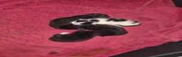 Mixed Breed cats for sale: 4 beautiful kittens (unsure of sex currently)  in Boston - Advert 15