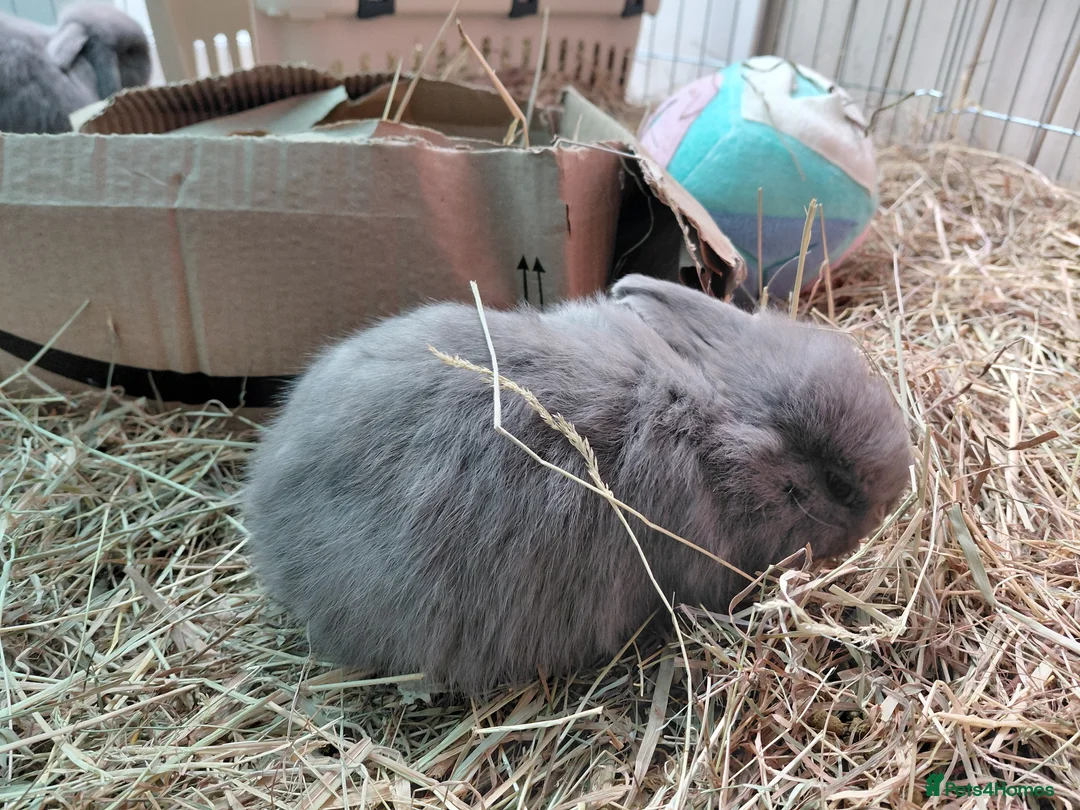 Dwarf Lop rabbits for sale: Baby mini lops - Advert 2