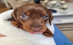 Miniature Dachshund dogs for sale: Miniature Dachshund puppies. Readying Soon! - Image 11