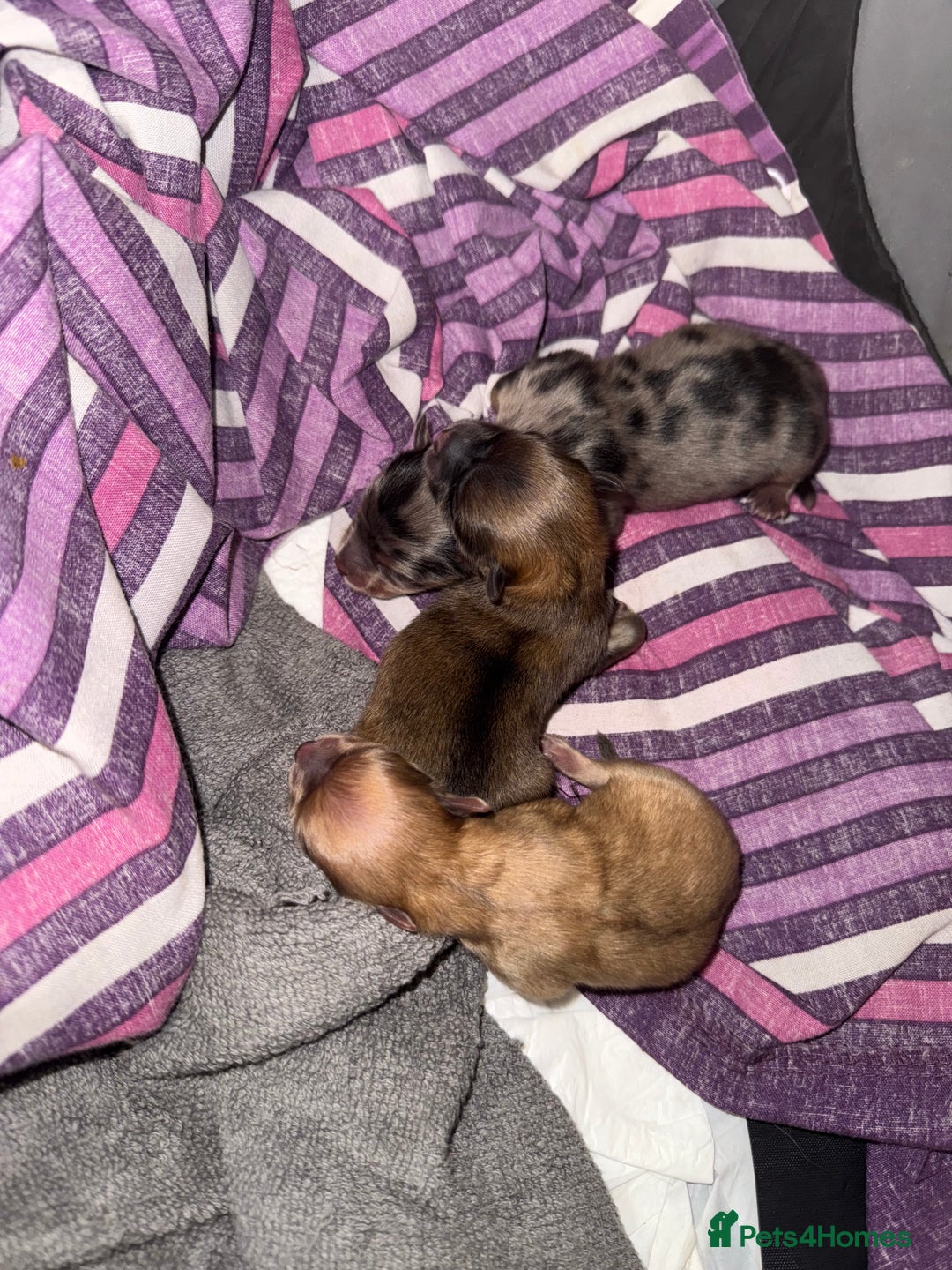 Pomchi dogs for sale: Pomchi puppies 😍 - Advert 3