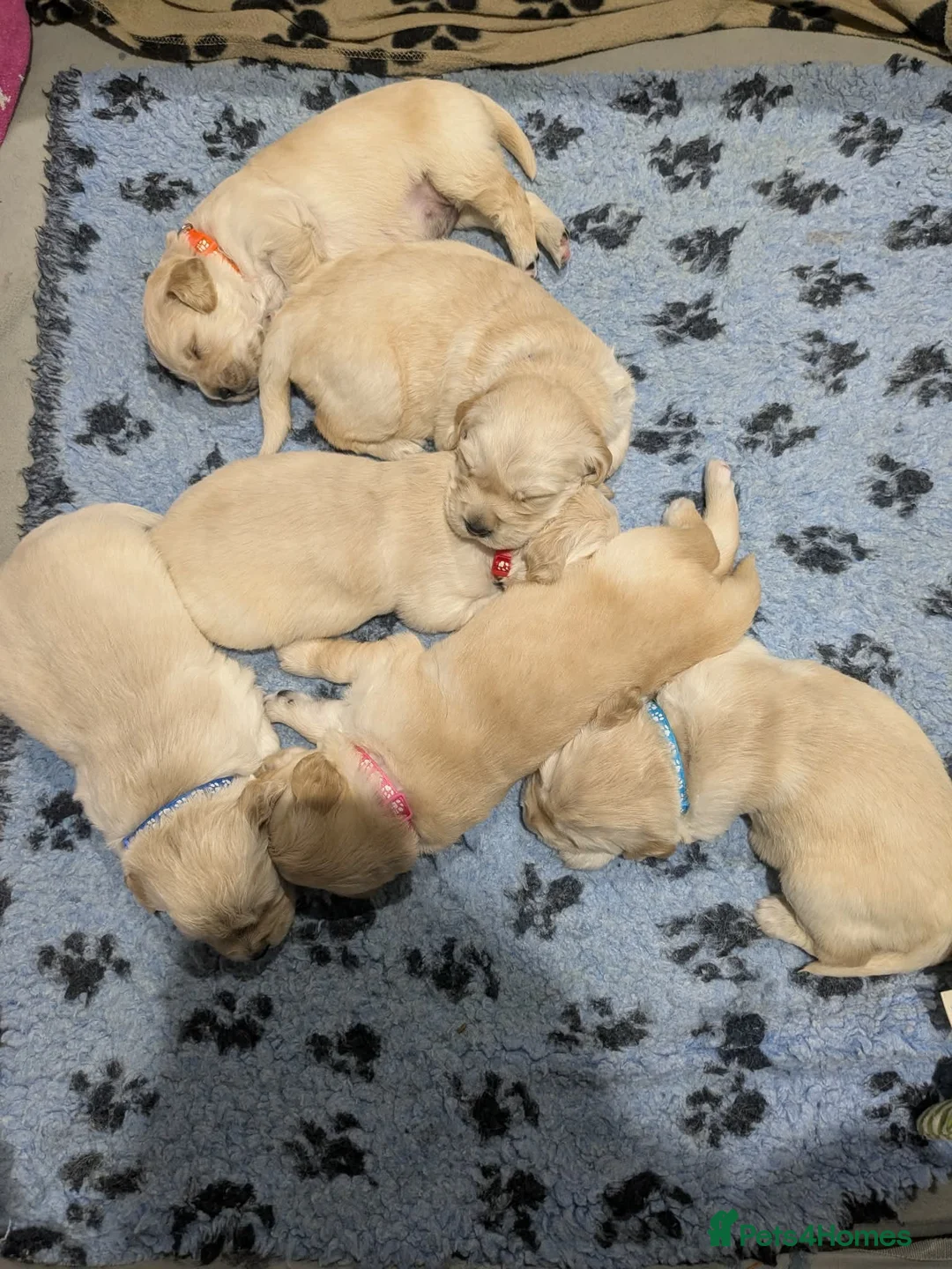 Golden Retriever dogs for stud: Registered Golden Retriever Stud Available in Bideford - Advert 11