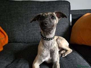 Whippet dogs Dory is looking for her forever home 🩷 - Advert 1