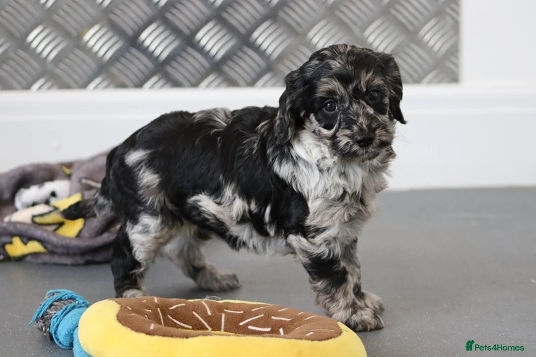 Cockapoo dogs for sale: F1 Cockapoo puppies for sale! - Advert 28